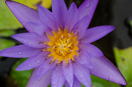紫色的莲花在盛开中漂浮