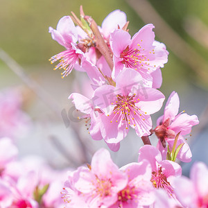 桃花桃子摄影照片_日本春天一个公园花园的树枝上美丽而优雅的浅粉色桃花。