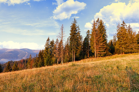云霄摄影照片_喀尔巴阡山脉的山坡上，高大的松树直冲云霄。