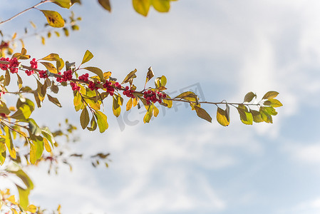 阳光明媚的秋日，树枝上的德克萨斯冬青冬青蜕皮红果