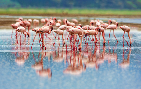 各种粉红色火烈鸟，肯尼亚国家公园。