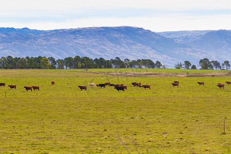 山区的乡村景观，奶牛在吃草