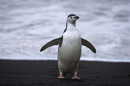 帽带企鹅 (Pygoscelis antarcticus) 在海边