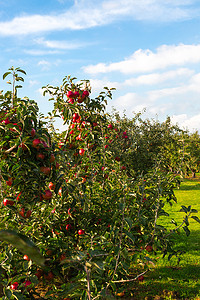 秋天果园摄影照片_果园树上的苹果