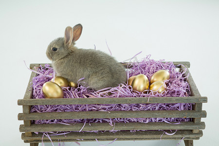板条箱里有复活节兔子的金色复活节彩蛋