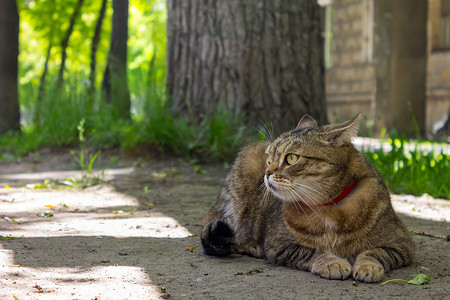 一只漂亮的家猫躺在地上，在树荫下休息