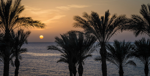 晚上风景日落太阳在棕榈树中的红海我