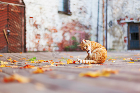 流浪的姜猫躺在五颜六色的秋叶中。