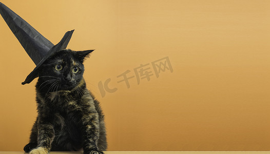 有趣的黑色多色猫，戴着黑帽子，以万圣节女巫为主题，橙色背景，并有文字位置。