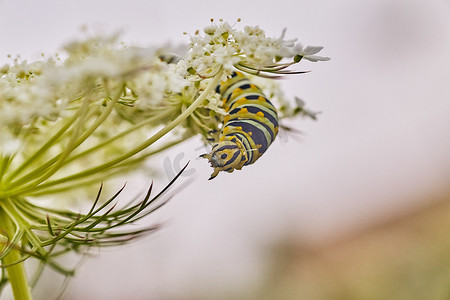 毛毛虫挂在带有黄色和黑色斑点的白花上