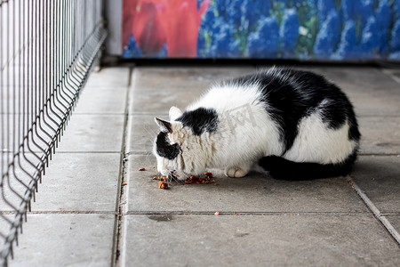 黑白流浪猫在人行道上吃食物