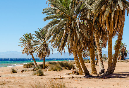 埃及红海的棕榈树