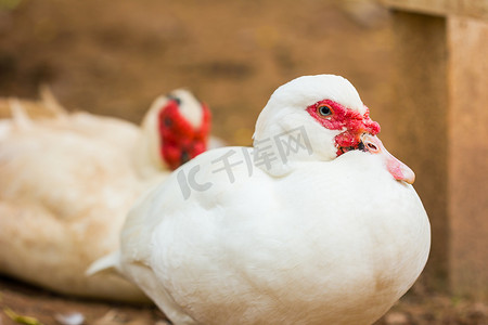 水生野生摄影照片_特写野生番鸭 (Cairina moschata) 在泰国。