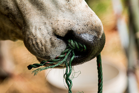 黑色的绳子摄影照片_牛嘴咀嚼食物的特写，用绳子绑在鼻子上控制疯牛。