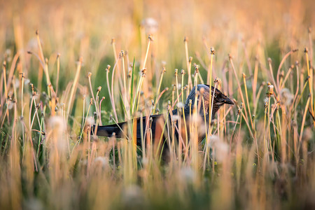 隐藏在草丛中的普通乌鸦Corvus corax，也被称为北方乌鸦，全黑雀形目鸟类。