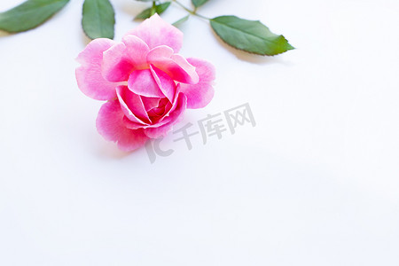 红色桃心摄影照片_在白色的桃红色玫瑰。