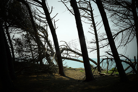 海边的松树和松林、Marina di Cecina、Maremma、托斯卡纳、意大利、欧洲的海滩和海