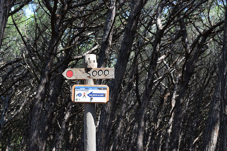 在意大利托斯卡纳托斯卡纳 Maremma 的 Marina di Cecina、Maremma 的海边、海滩和大海上的松树和松林中签名