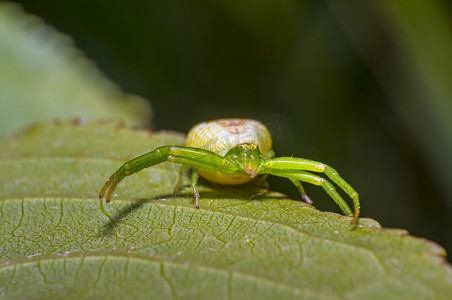新鲜季节自然樱桃叶上的绿色南瓜蜘蛛