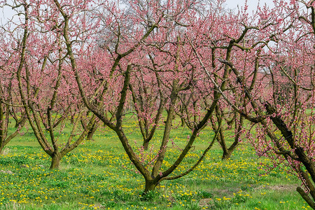 桃田摄影照片_与天空背景的桃红色和红色花的樱花树。