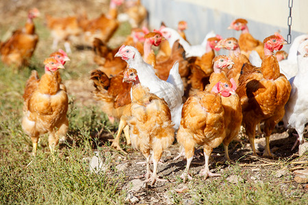 漫步摄影照片_一群鸡在有机养殖场郁郁葱葱的绿色围场中自由漫步