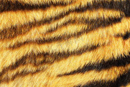 黄色的老虎摄影照片_真动物皮革上的老虎条纹