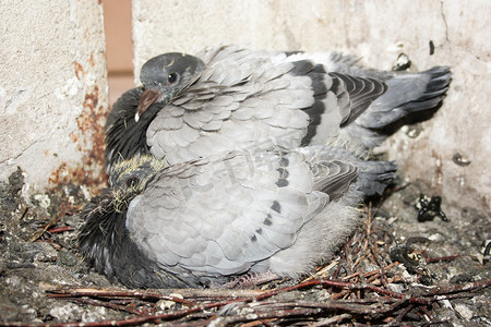鸽子雀巢摄影照片_巢中的幼鸽。