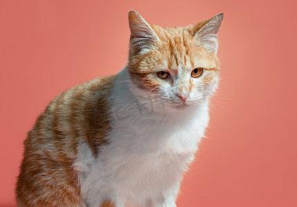 橙色背景中的白红猫看起来带着责备