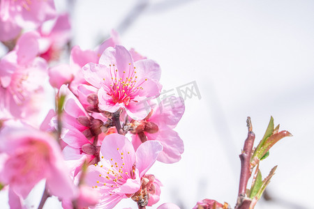 桃花桃子摄影照片_日本春天一个公园花园的树枝上美丽而优雅的浅粉色桃花。