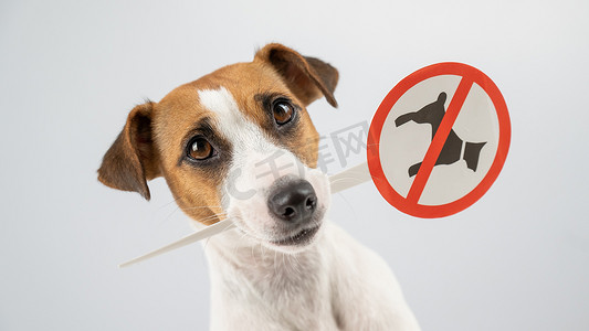 狗杰克罗素梗犬举着白色背景上不允许狗的标志。
