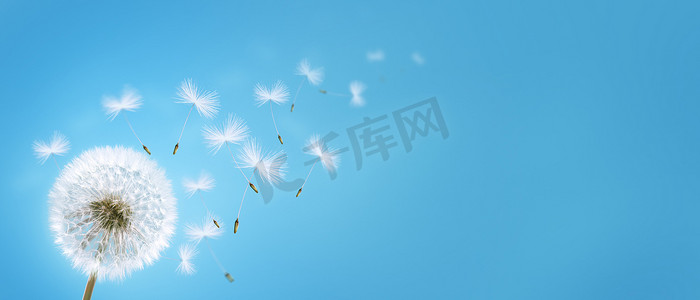 天空鲜花摄影照片_蒲公英花与蓝天上飞翔的羽毛。