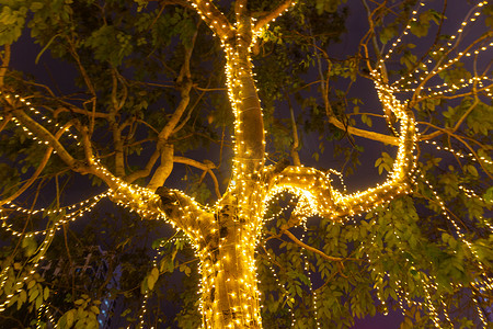 夜间节日季节，花园树上挂着装饰性户外串灯 — 装饰性圣诞灯