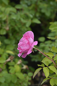 麦花摄影照片_麦卡特尼玫瑰