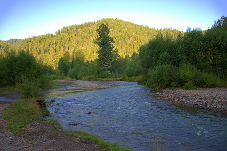流经早晨森林的山区河流的景色。