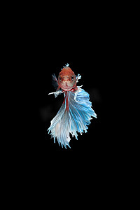 红蓝白摄影照片_红蓝白斗鱼暹罗斗鱼的前视巨型半月玫瑰尾