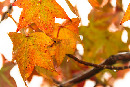 秋风秋雨摄影照片_秋雨下枫香的红橙叶