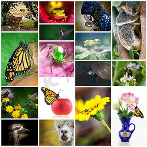 动植物摄影照片_澳大利亚动植物拼贴画