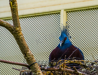 维多利亚冠鸽坐在巢中，鸟类繁殖季节，来自新几内亚的彩色鸽子