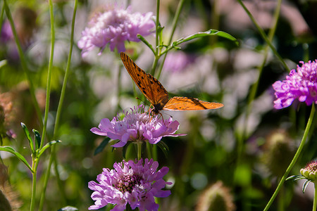 美丽的帝王蝶在淡紫色的花和蓟上飞舞