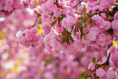 模糊背景中樱花枝的粉红色花朵