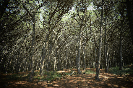 海边的松树和松林、Marina di Cecina、Maremma、托斯卡纳、意大利、欧洲的海滩和海