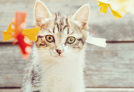 小猫折纸摄影照片_纸蝴蝶结中的小猫