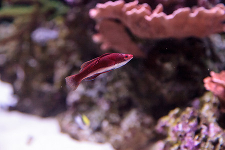 深红色 Cirrilabrus sailfin 仙女濑鱼