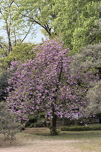 六义园喀山型粉红色樱花球花