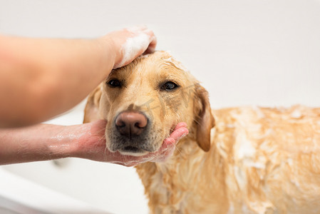 拉布拉多猎犬洗澡。