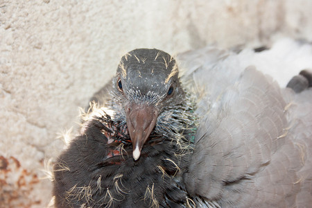 鸽子的巢在巢中两周