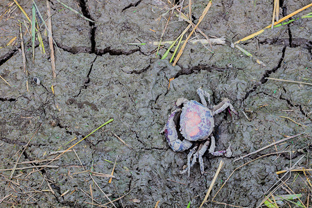 有死螃蟹的干裂土壤。