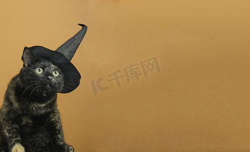 万圣节女巫摄影照片_有趣的黑色多色猫，戴着黑帽子，以万圣节女巫为主题，橙色背景，并有文字位置。