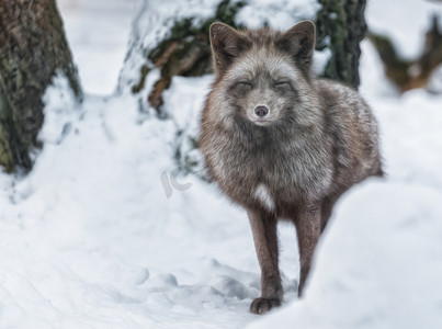 北极狐站在雪地里看着镜头