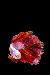 足够精彩摄影照片_粉红色和红色斗鱼，黑色背景上的暹罗斗鱼